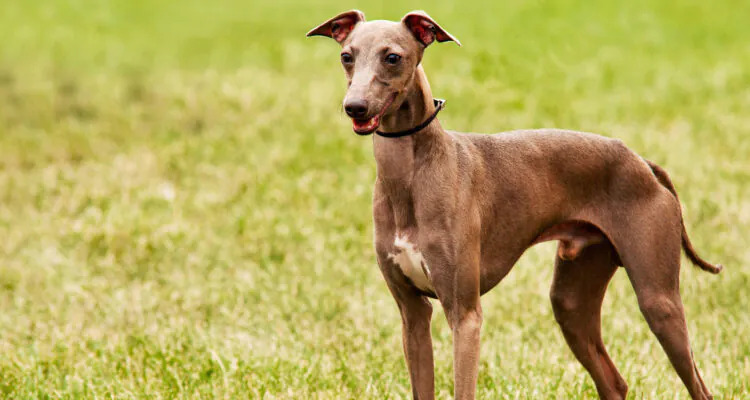 Co dawać psu do jedzenia żeby przytył?