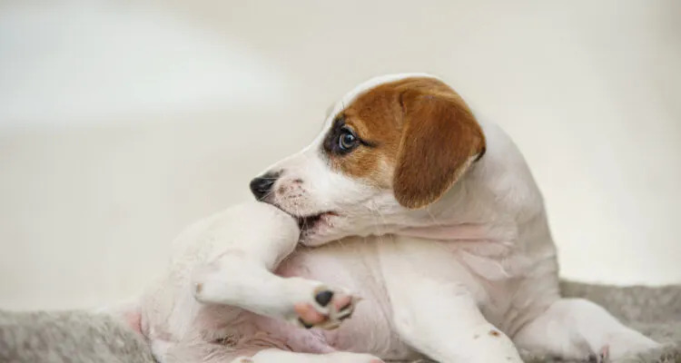 Jakie leki na alergie dla psa?