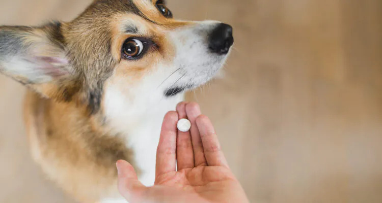 Jak odrobaczyć psa?