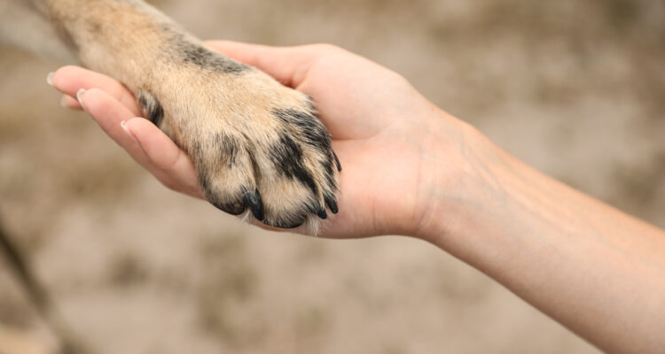 Jak nauczyć psa dawać łapę?