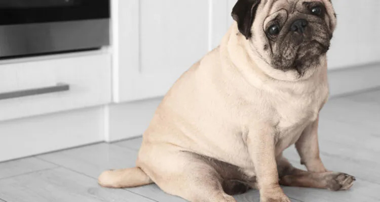 Świerzb u psa – przyczyny, objawy i leczenie świerzbowca