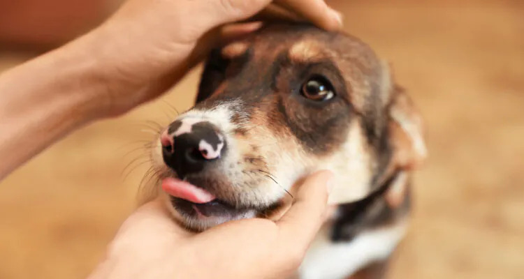 Nosówka u psa – przyczyny, objawy i leczenie