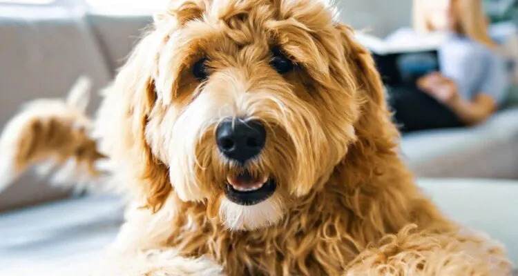 Czym różni się kastracja od sterylizacji?