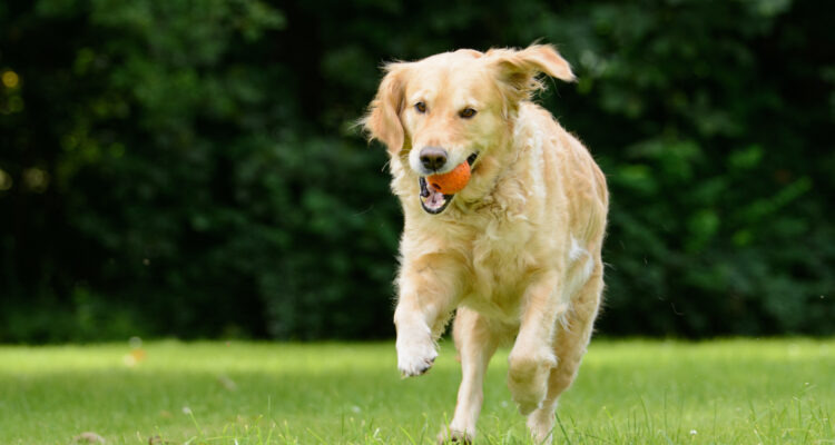 Jak nauczyć psa aportować?