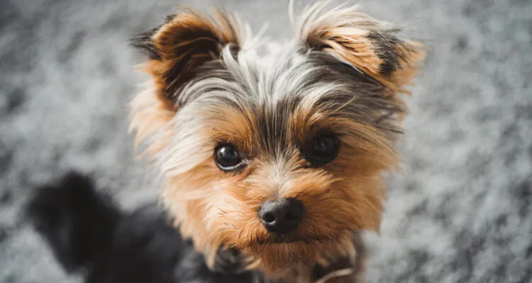 Jaką karmę wybrać dla yorka?