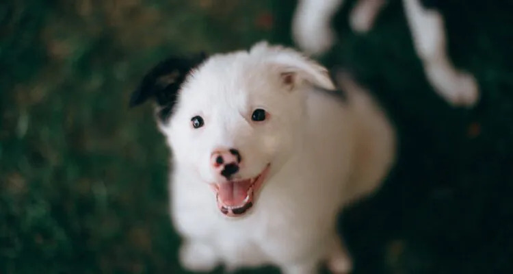 Zmiana karmy u psa i szczeniaka