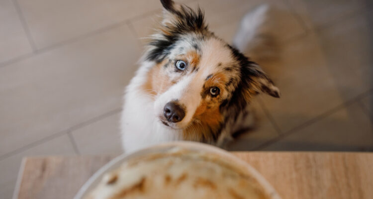 Karma bezglutenowa dla psa