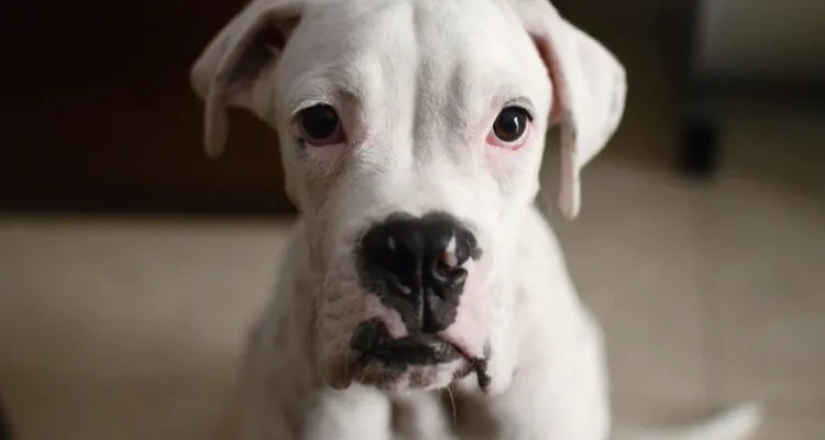 Ropomacicze u psa – przyczyny, objawy i leczenie ropnego zapalenia macicy