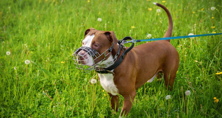 Czy pies musi mieć kaganiec?