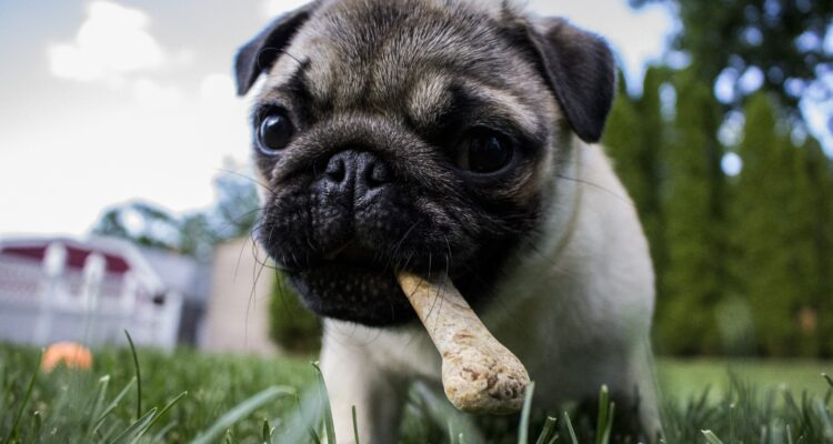 Najlepsza karma dla psów małych ras