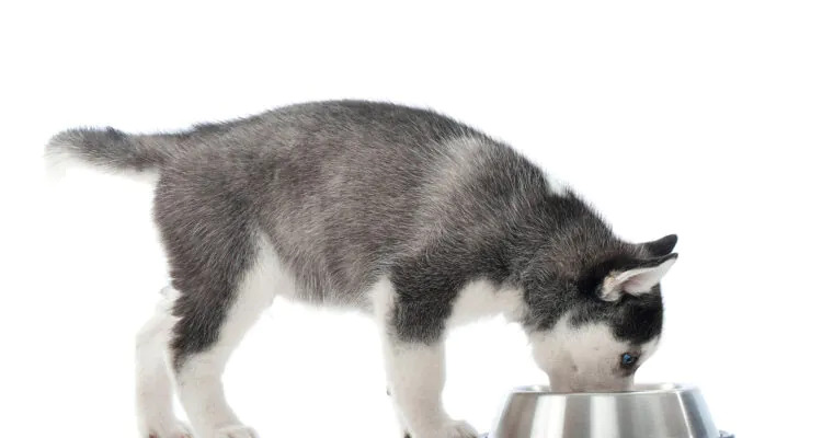 Ranking karm dla szczeniaka