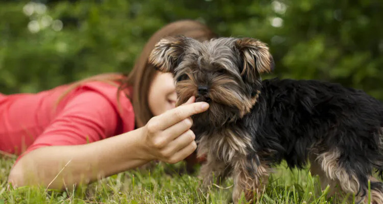 Jaka karma dla psa z chorą trzustką