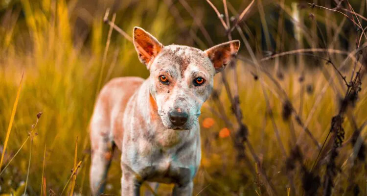 Łysienie plackowate u psa – przyczyny, objawy, leczenie