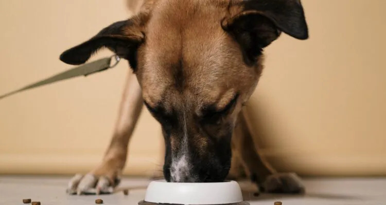 Dlaczego pies nie chce jeść suchej karmy?