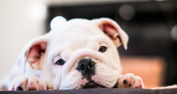 Jaka karma dla psa uczulonego na kurczaka