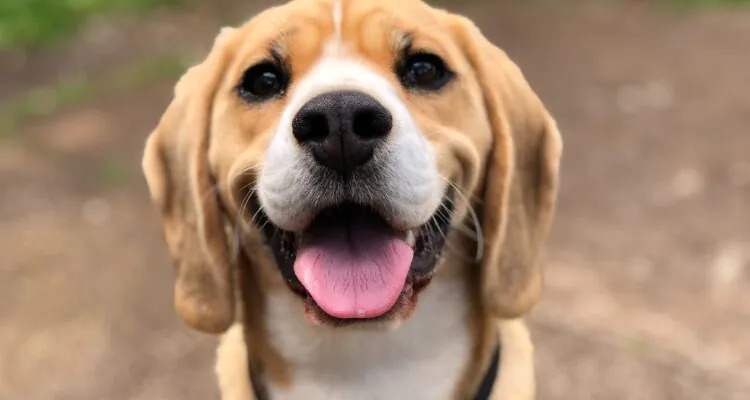 Czym karmić psa o wrażliwym przewodzie pokarmowym?