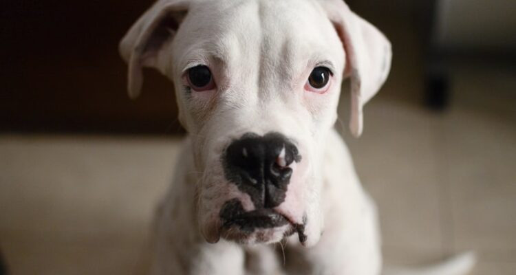 Jaka karma dla psa chorego na serce?