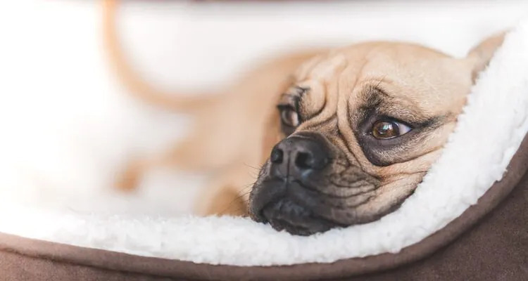 Jaka karma dla psa z chorymi nerkami?