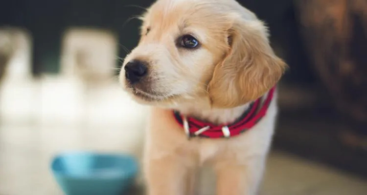 Szczeniak nie chce jeść. Jak temu zaradzić