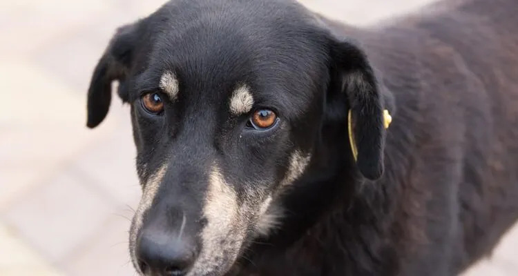 Uczulenie na pchły u psa – przyczyny, objawy, leczenie