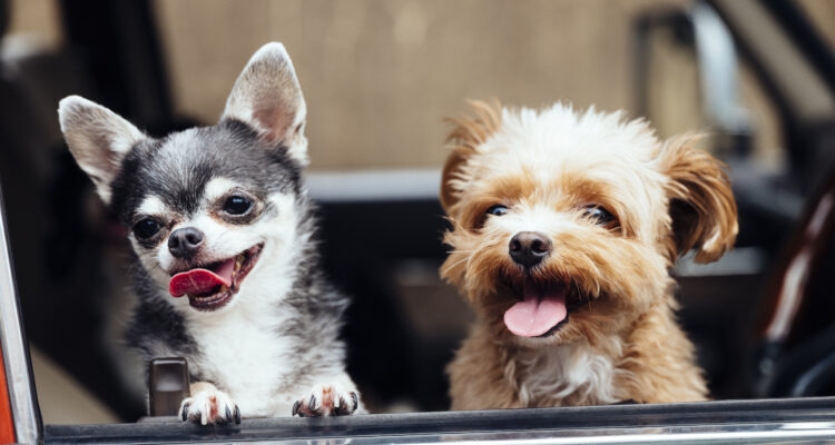 Piesek i suczka — różnice w wyglądzie i zachowaniu obu płci!