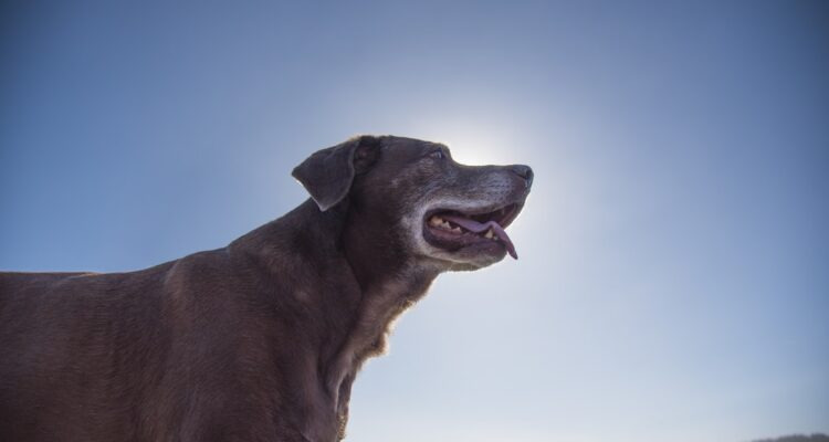 Jak karmić psa seniora