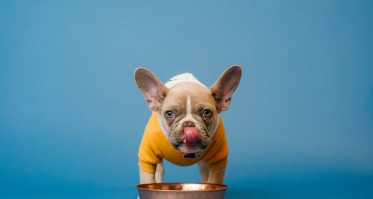 Ranking karmy dla psów