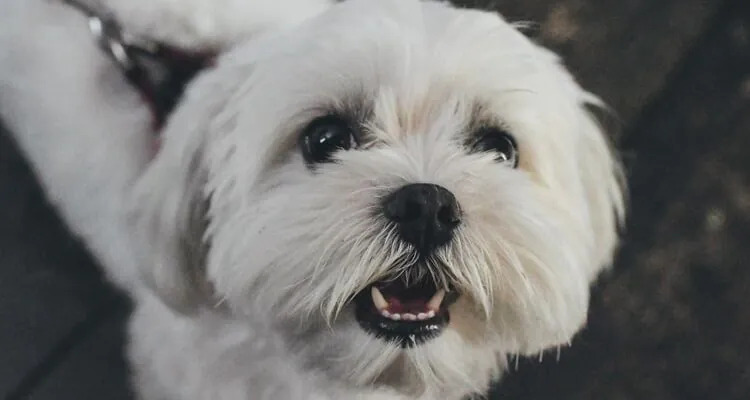 Co jedzą west highland white terrier?