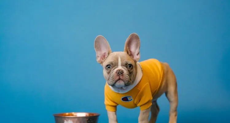 Jaką karmę podawać psu po sterylizacji