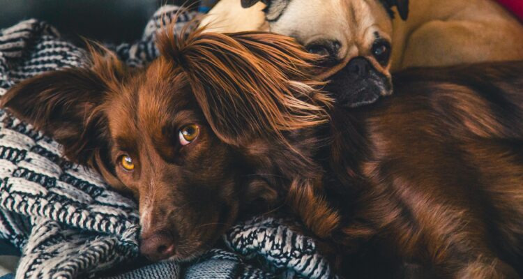 Czy pies potrafi się zakochać?