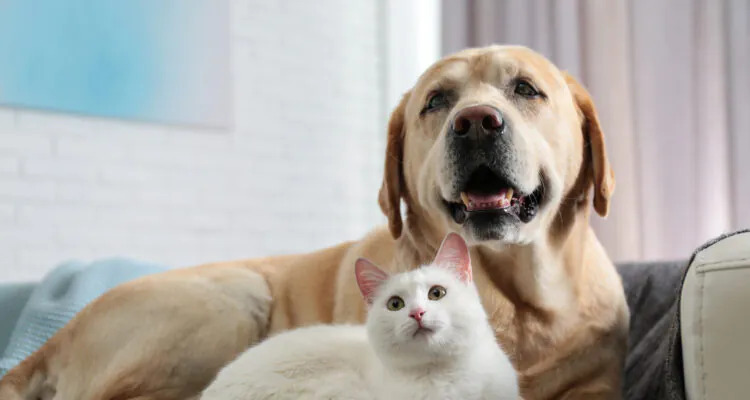 Czy pies może jeść kocią karmę?