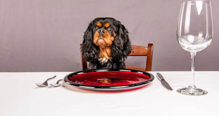 HUMAN GRADE – nowa jakość psiej karmy