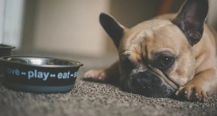 Lekkostrawne jedzenie dla psa