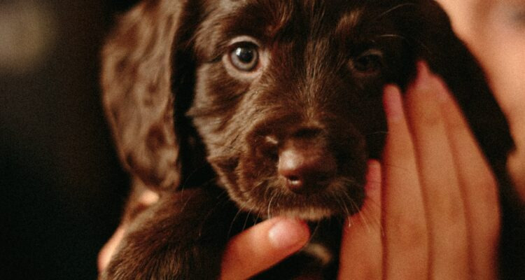 Jedzenie dla szczeniaka