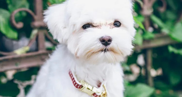 Czym karmić maltańczyka