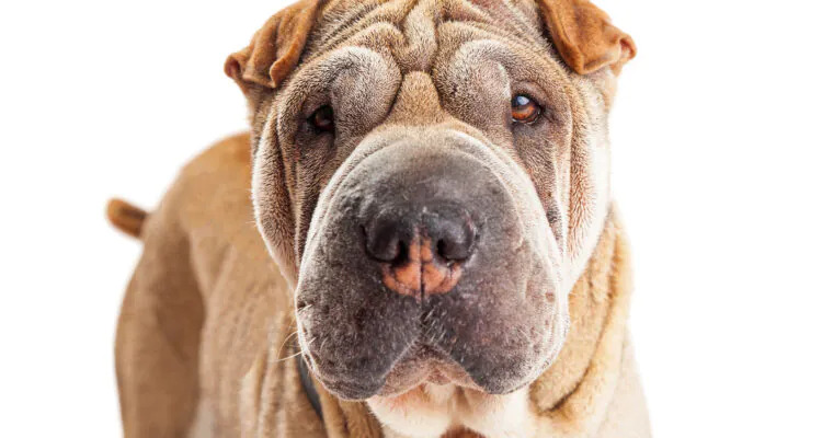 Shar pei – żywienie