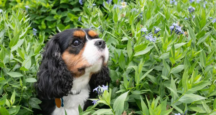 Jak karmić psa cocker spaniel