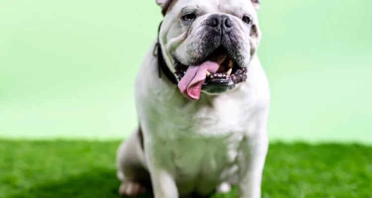 Buldog angielski – dieta