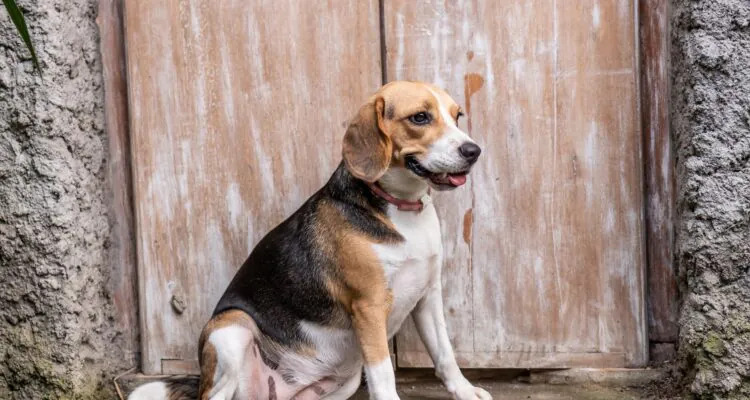 Co jedzą psy rasy beagle