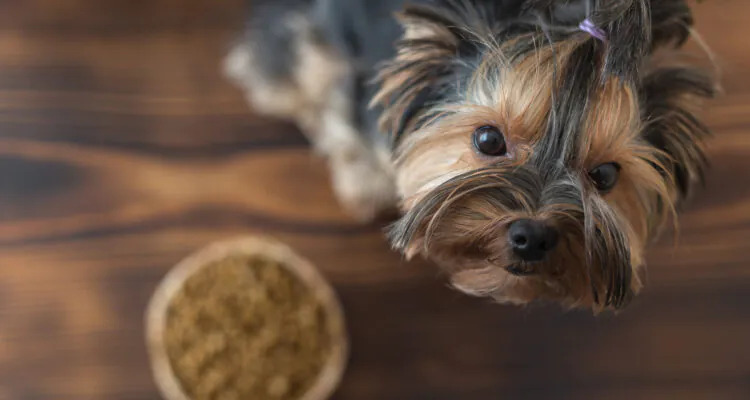 Co jedzą york terriery?