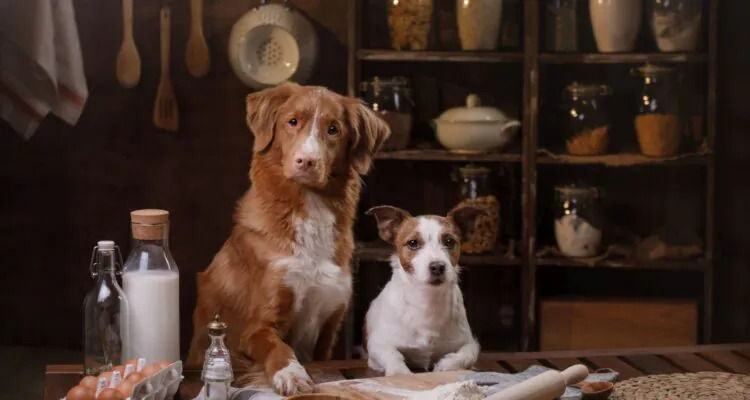 Produkty, których pies nie może lub nie powinien jeść