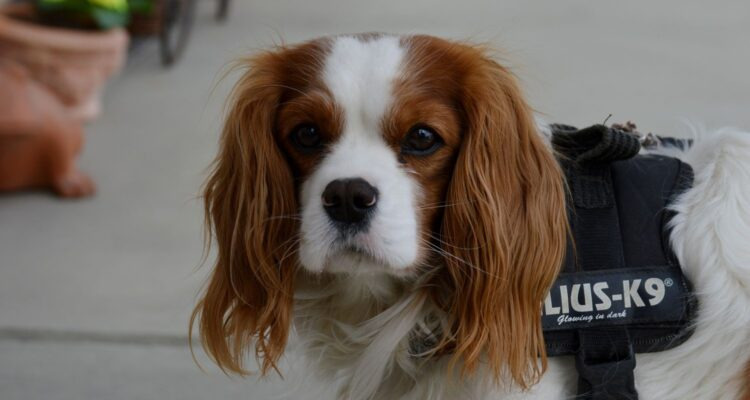 Żywienie psów rasy cavalier king charles spaniel