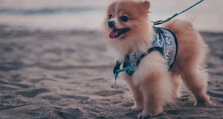 Czym karmić psy rasy pomeranian?