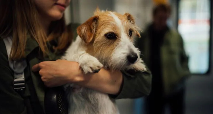 Czym karmić psy jack russell terrier?