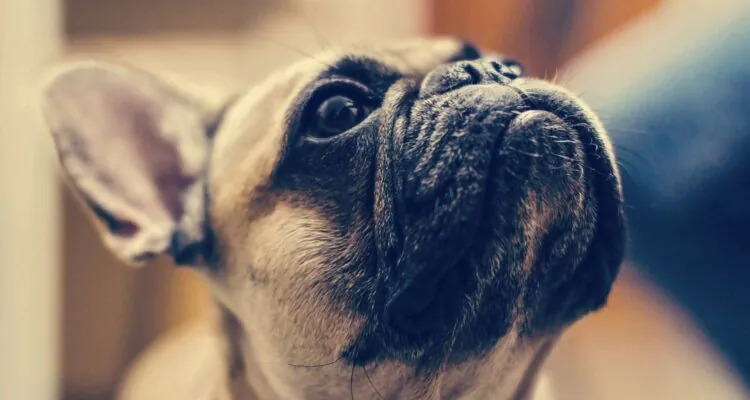 Co jedzą buldogi francuskie i czym je karmić?