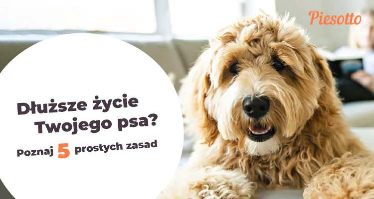 Pies ma tylko jedno życie, jak sprawić by było jak najdłuższe?