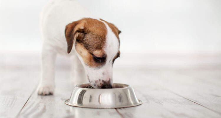 Ile suchej karmy dla psa?