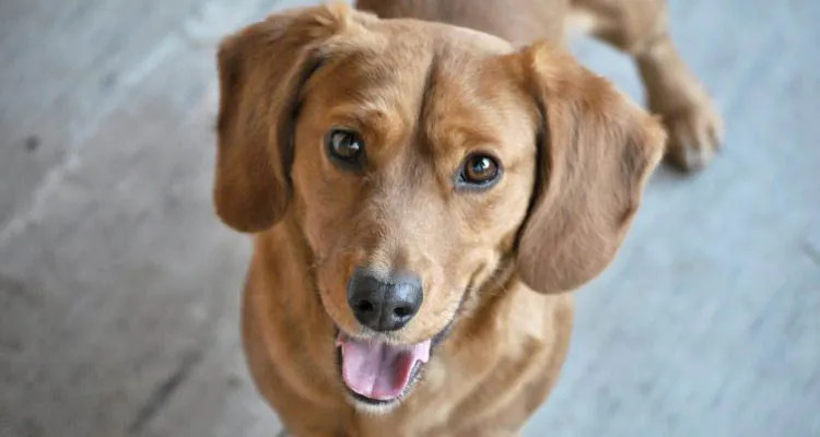 Jesteś tym co jesz i Twój pies też