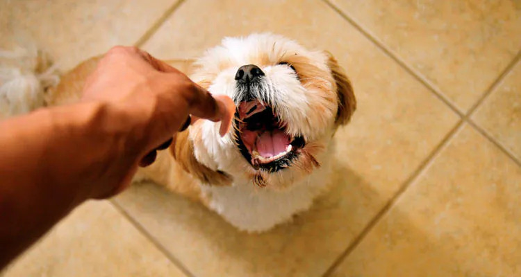 5 rzeczy, które powinny być w menu każdego psa