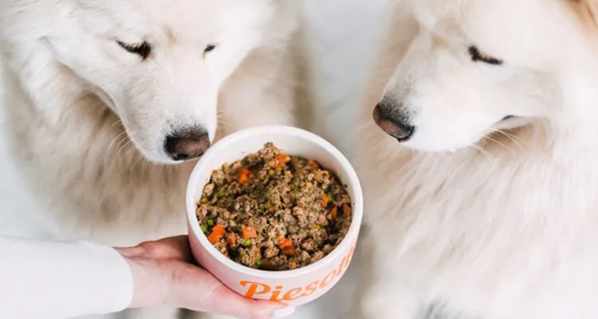 Zdrowe żywienie Twojego psa – catering dla psa Poznań